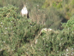 Buteo buteo rothschildi
