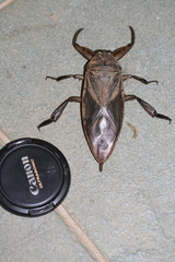 Lethocerus oculatus
