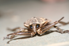 Lethocerus oculatus
