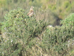 Buteo buteo rothschildi