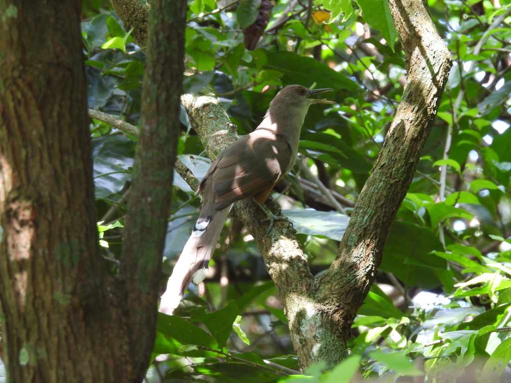 Puerto Rican Lizard-Cuckoo from Hato Viejo, Ciales 00638, Puerto Rico ...