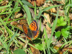 Lycaena phlaeas phlaeoides