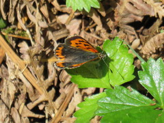 Lycaena phlaeas phlaeoides