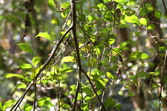 Ficus politoria