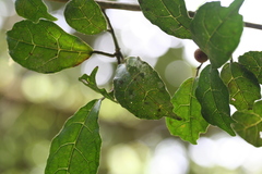 Ficus politoria