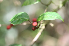 Ficus politoria