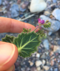 Phacelia calthifolia