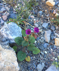 Phacelia calthifolia