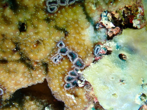 Violet Zoanthids