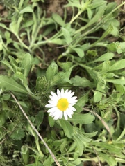 Aphanostephus ramosissimus