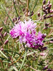 Vernonanthura nudiflora