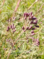 Vernonanthura nudiflora
