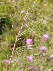 Vernonanthura nudiflora