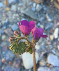 Phacelia calthifolia