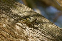 Anolis