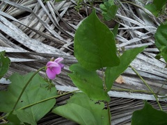 Canavalia cathartica