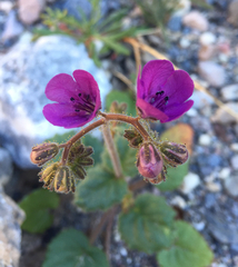 Phacelia calthifolia
