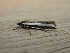 Corynophora lativittalis