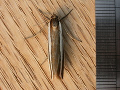 Corynophora lativittalis