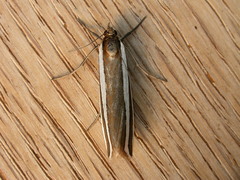 Corynophora lativittalis