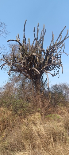 Image of Cereus stenogonus by no rights reserved