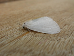 Euproctis melanosoma