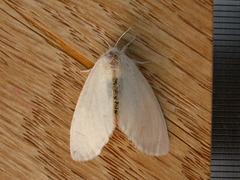Euproctis melanosoma
