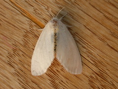 Euproctis melanosoma