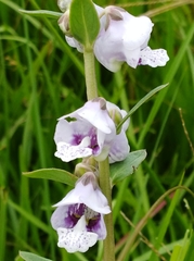 Angelonia integerrima
