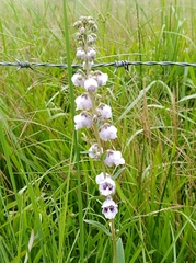 Angelonia integerrima