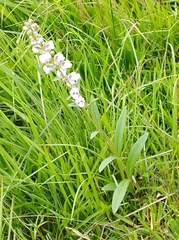 Angelonia integerrima