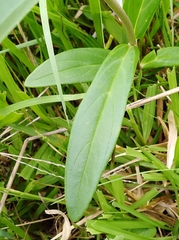 Angelonia integerrima