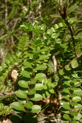 Veronica vernicosa
