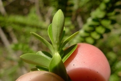 Veronica vernicosa