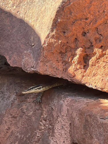 Kimberley Rock Monitor