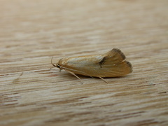 Telocharacta hemicroca