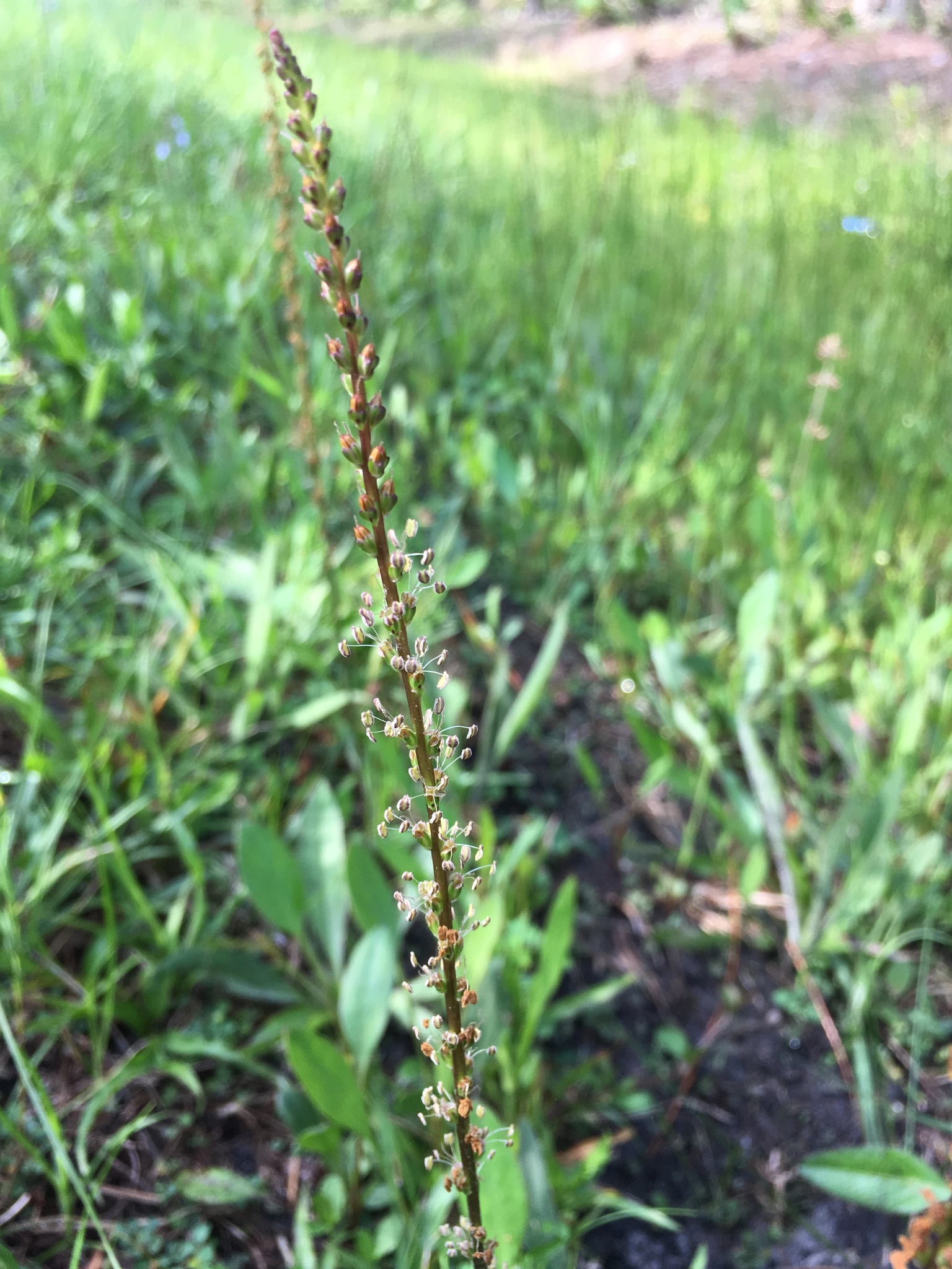 Plantago sparsiflora