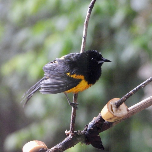 Black-vented Oriole (Icterus wagleri), photo 8