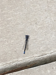 Argia vivida