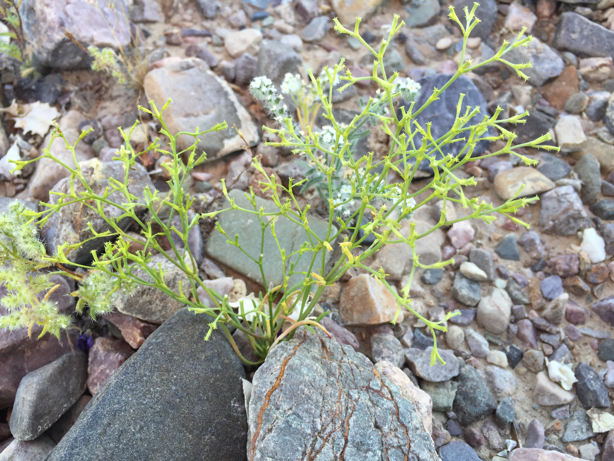 Chorizanthe brevicornu var. brevicornu