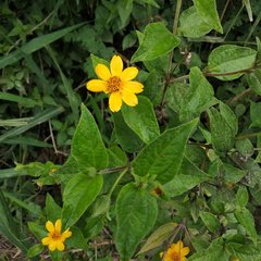 Wedelia calycina