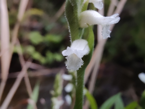Nodding lady's tresses (Spiranthes cernua)