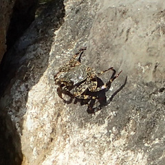 Grapsus grapsus