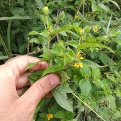 Wedelia calycina