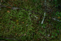 Anisotome filifolia
