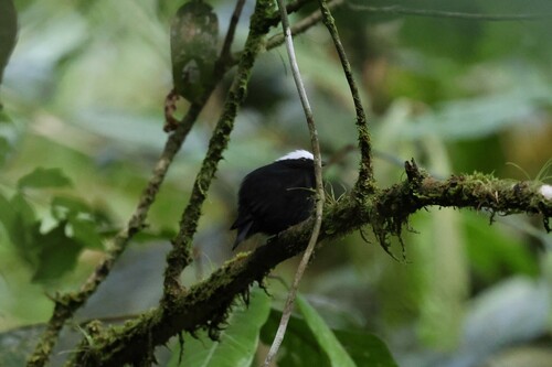 White-crowned Manakin (Pseudopipra pipra), photo 7