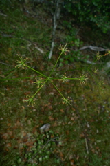 Anisotome filifolia