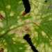 Uredinopsis maculata - Photo (c) davidenrique,  זכויות יוצרים חלקיות (CC BY-NC-SA), הועלה על ידי davidenrique