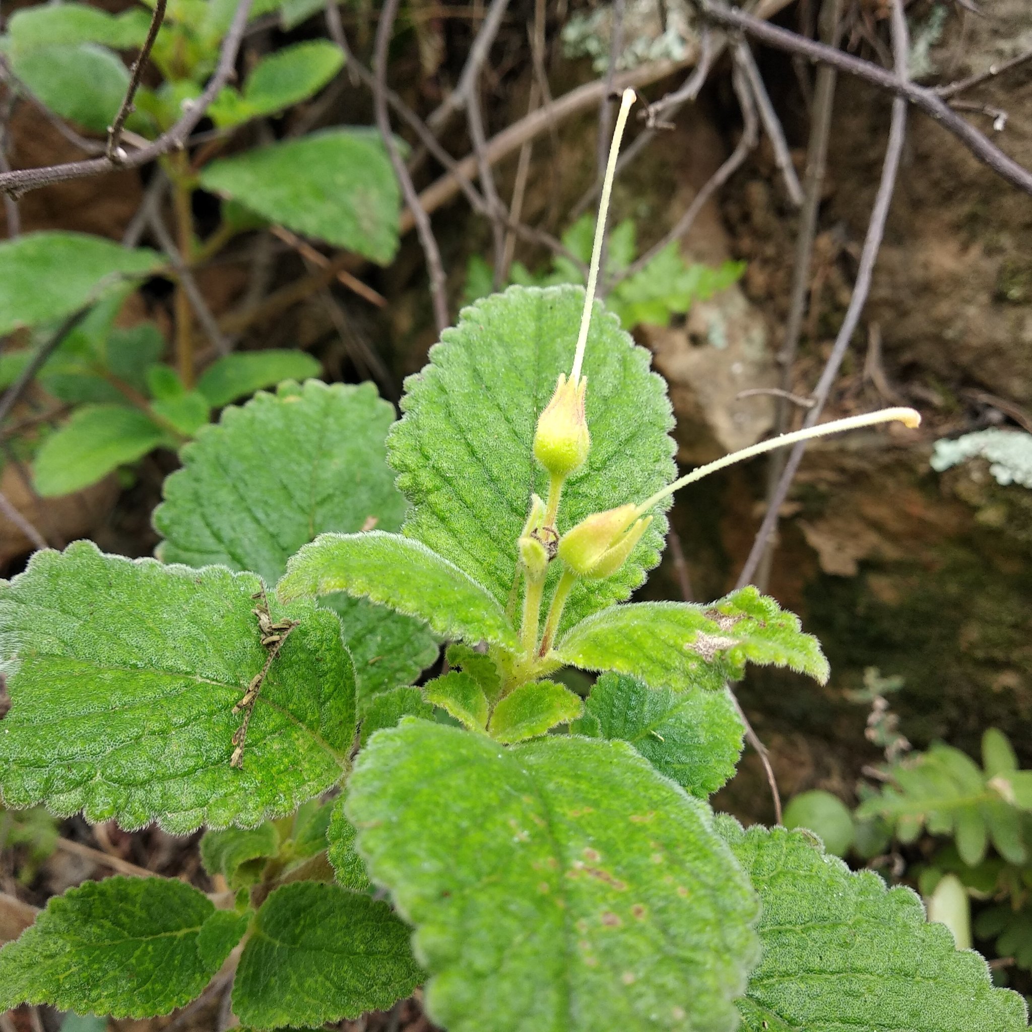 Sinningia image