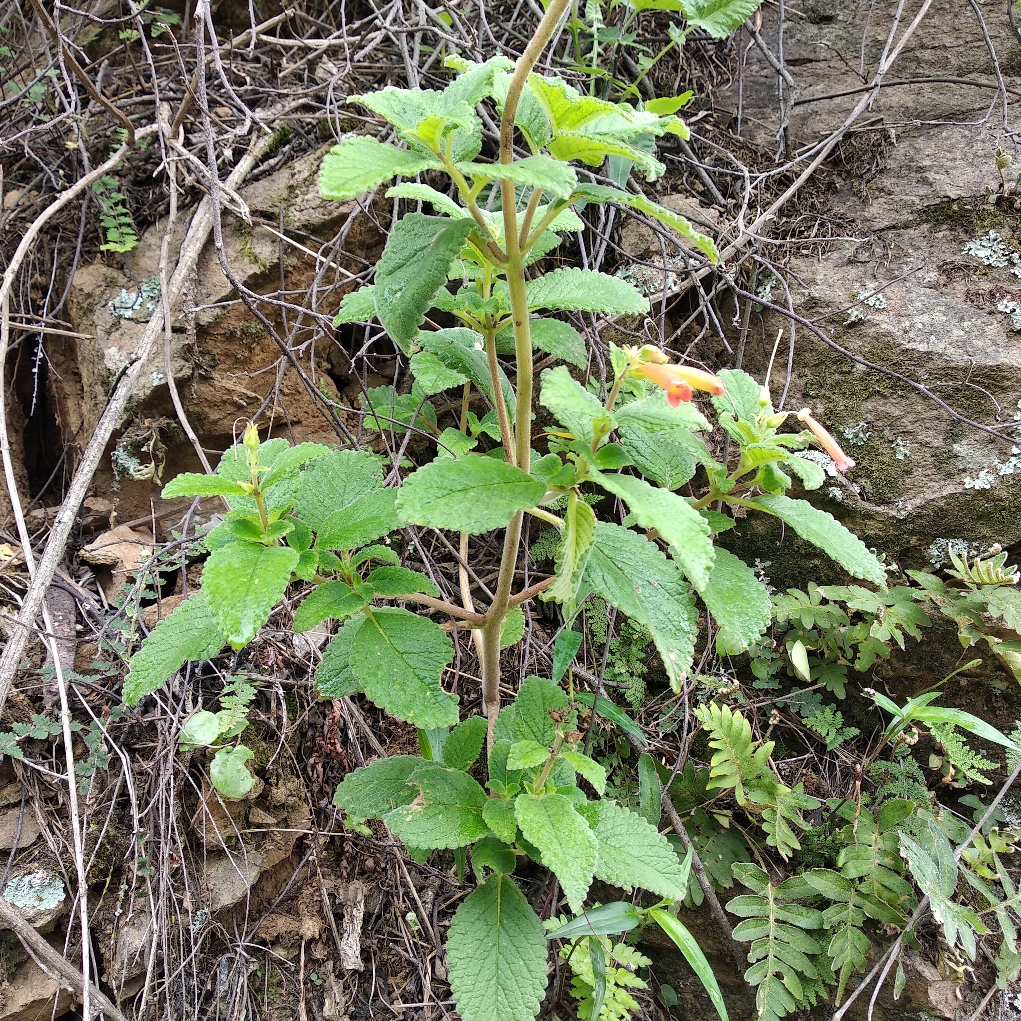 Sinningia warmingii image